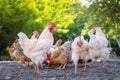 Beautiful white rooster in the company with chickens. The farmer yard with poultry. Fauna agriculture village Royalty Free Stock Photo