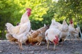 Beautiful white rooster in the company with chickens. The farmer yard with poultry. Fauna agriculture village Royalty Free Stock Photo