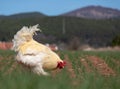 Beautiful white rooster grazes on green grass and peacks grain in a field