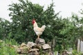 Beautiful white rooster on a pile of stones