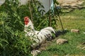 Beautiful white rooster with a red crest on head is standing close to sprouts of tomatoes in the courtyard of a village house on a Royalty Free Stock Photo