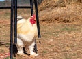 Beautiful white rooster is walking in the field, on the background is haystack, countryside