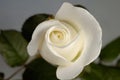Beautiful White Rose Royalty Free Stock Photo