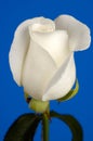 Beautiful White Rose Royalty Free Stock Photo