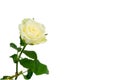 Beautiful white rose Royalty Free Stock Photo