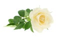 Beautiful white rose Royalty Free Stock Photo