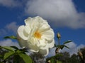 Beautiful white rose against blue sky Royalty Free Stock Photo