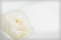 Beautiful white rose background