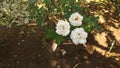 beautiful white rose with bee