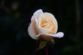 Beautiful White Rose Black Background Royalty Free Stock Photo