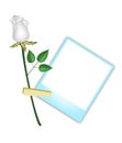 A Beautiful White Rose with Blank Photos Royalty Free Stock Photo