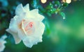 Beautiful white rose blooming in summer garden. White roses flowers growing outdoors. Nature, blossoming flower Royalty Free Stock Photo