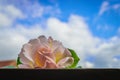 Beautiful white rose on blue sky Royalty Free Stock Photo