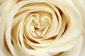 Beautiful white rose bud