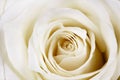 Beautiful white rose. Royalty Free Stock Photo