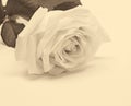 Beautiful white rose close-up as wedding background. Soft focus. Royalty Free Stock Photo