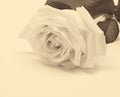 Beautiful white rose close-up as wedding background. Soft focus. Royalty Free Stock Photo