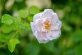 A beautiful white rose close up 1 Royalty Free Stock Photo