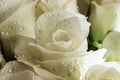 Beautiful white rose close up, freshened with water drops. Royalty Free Stock Photo