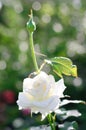 Beautiful white Rose close up Royalty Free Stock Photo