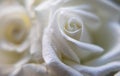 Beautiful white rose close up Royalty Free Stock Photo