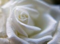 Beautiful white rose close up Royalty Free Stock Photo