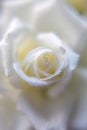 Beautiful white rose close up Royalty Free Stock Photo