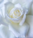 Beautiful white rose close up Royalty Free Stock Photo