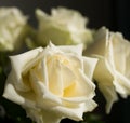 Beautiful White rose close up for valentine`s card or anyversary Royalty Free Stock Photo