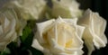 Beautiful White rose close up for valentine`s card or anyversary Royalty Free Stock Photo