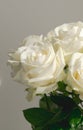 Beautiful White rose close up for valentine`s card or anyversary Royalty Free Stock Photo