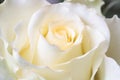 Beautiful white rose, closeup Royalty Free Stock Photo