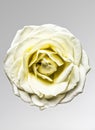 beautiful white rose closeup Royalty Free Stock Photo