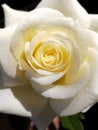 Beautiful white rose, closeup on the center part of the flower. Royalty Free Stock Photo