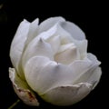 Beautiful white rose closeup with dark background Royalty Free Stock Photo