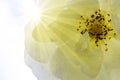 Beautiful white rose closeup and sunlight. Royalty Free Stock Photo