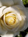 Beautiful White Rose Closeup with yellow centre and sunlight. Royalty Free Stock Photo