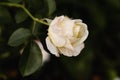 Beautiful white rose on a dark green background of leaves in a summer garden close-up Royalty Free Stock Photo