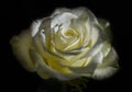 Beautiful white rose in dew drops. Royalty Free Stock Photo