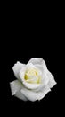 Beautiful white rose with dew drops isolated on black background. Ideal for greeting cards for wedding, birthday, Valentine`s Day Royalty Free Stock Photo