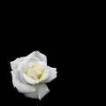 Beautiful white rose with dew drops isolated on black background. Ideal for greeting cards for wedding, birthday, Valentine`s Day Royalty Free Stock Photo