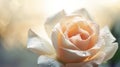 beautiful white rose with dew drops on petals closeup Royalty Free Stock Photo