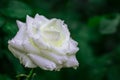 Beautiful white rose with drops of dew on a background of green bushes Royalty Free Stock Photo