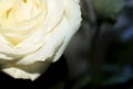 Beautiful white rose with drops of dew on petals Royalty Free Stock Photo