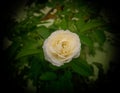 Beautiful white rose flower blooming in branch of green leaves plant growing in garden, nature photography, closeup of petals Royalty Free Stock Photo