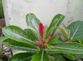 Beautiful red flower blooming in branch of green leaves plant growing in garden, nature photography, gardening background Royalty Free Stock Photo