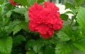 Beautiful red flower blooming in branch of green leaves plant growing in garden, nature photography, gardening background Royalty Free Stock Photo