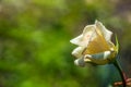 Beautiful white rose flower with dew drops Royalty Free Stock Photo