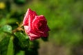 Beautiful white rose flower with dew drops