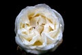 Beautiful white rose flower